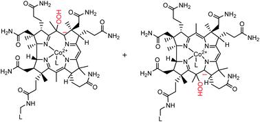 Graphical abstract: The radical versus ionic mechanisms of reduced cobalamin inactivation by tert-butyl hydroperoxide and hydrogen peroxide in aqueous solution