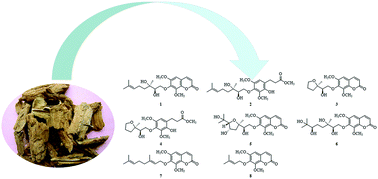 Graphical abstract: Monoterpenoid coumarins and monoterpenoid phenylpropanoids from the root bark of Ailanthus altissima