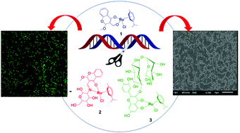 Graphical abstract: Organometallic ruthenium (η6-p-cymene) complexes interfering with quorum sensing and biofilm formation: an anti-infective approach to combat multidrug-resistance in bacteria