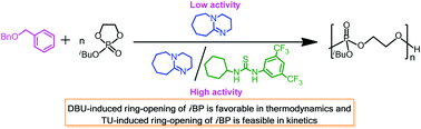 Graphical abstract: DBU and TU synergistically induced ring-opening polymerization of phosphate esters: a mechanism study