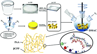Graphical abstract: The study on calcium polyphosphate/poly-amino acid composite for supportive bone substitute materials in vitro