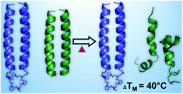 Graphical abstract: A modular approach for organizing dimeric coiled coils on peptoid oligomer scaffolds