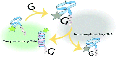 Graphical abstract: Quenching of fluorescently labeled pyrrolidinyl peptide nucleic acid by oligodeoxyguanosine and its application in DNA sensing