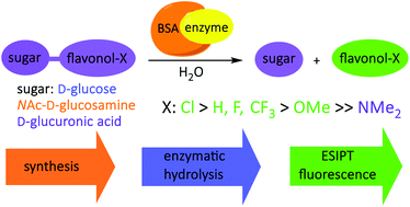 Graphical abstract: Influence of a 4′-substituent on the efficiency of flavonol-based fluorescent indicators of β-glycosidase activity