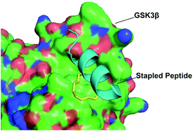 Graphical abstract: Rational design of stapled peptides targeting phosphorylated GSK3β for regulating osteoclast differentiation