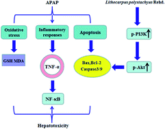 Graphical abstract: Retracted Article: The PI3K/Akt and NF-κB signaling pathways are involved in the protective effects of Lithocarpus polystachyus (sweet tea) on APAP-induced oxidative stress injury in mice