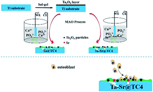 Graphical abstract: Sol–gel-assisted micro-arc oxidation synthesis and characterization of a hierarchically rough structured Ta–Sr coating for biomaterials