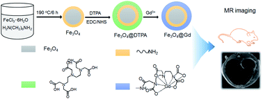 Graphical abstract: An ultra-sensitive T2-weighted MR contrast agent based on Gd3+ ion chelated Fe3O4 nanoparticles