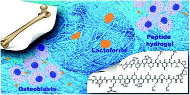 Graphical abstract: Design, characterization and evaluation of β-hairpin peptide hydrogels as a support for osteoblast cell growth and bovine lactoferrin delivery
