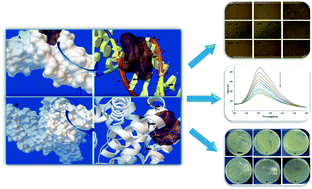 Graphical abstract: Parent and nano-encapsulated ytterbium(iii) complex toward binding with biological macromolecules, in vitro cytotoxicity, cleavage and antimicrobial activity studies