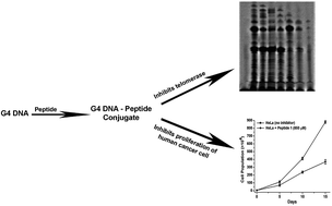 Graphical abstract: Targeting G-quadruplex DNA with synthetic dendritic peptide: modulation of the proliferation of human cancer cells
