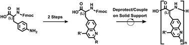 Graphical abstract: An aza-Diels–Alder route to quinoline-based unnatural amino acids and polypeptide surrogates