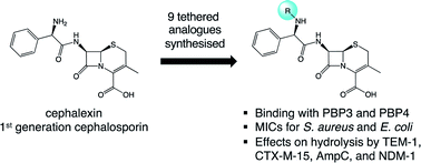 Graphical abstract: Synthesis and biochemical evaluation of cephalosporin analogues equipped with chemical tethers