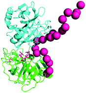 Graphical abstract: Accelerated trypsin autolysis by affinity polymer templates