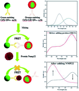 Graphical abstract: A highly sensitive fluorescent immunosensor for sensitive detection of nuclear matrix protein 22 as biomarker for early stage diagnosis of bladder cancer