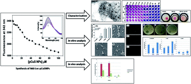 Graphical abstract: Shrimp lectin (Md-Lec) conjugated copper sulfide nanoparticles enhance the elimination of aquatic pathogens in infected Nile tilapia (Oreochromis niloticus)