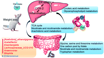 Graphical abstract: Gut microbiota-mediated tributyltin-induced metabolic disorder in rats