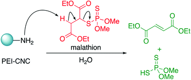 Graphical abstract: Degradation of pesticides using amine-functionalized cellulose nanocrystals
