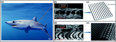 Graphical abstract: Thriving artificial underwater drag-reduction materials inspired from aquatic animals: progresses and challenges