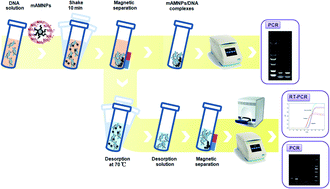 Graphical abstract: A one step method for isolation of genomic DNA using multi-amino modified magnetic nanoparticles