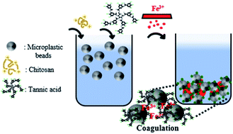 Graphical abstract: Removal of microplastics via tannic acid-mediated coagulation and in vitro impact assessment