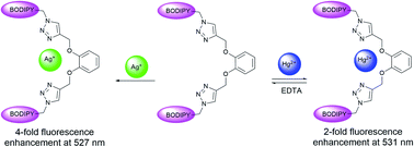 Graphical abstract: Bis-BODIPY linked-triazole based on catechol core for selective dual detection of Ag+ and Hg2+