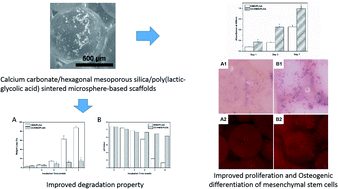 Graphical abstract: Biodegradable calcium carbonate/mesoporous silica/poly(lactic-glycolic acid) microspheres scaffolds with osteogenesis ability for bone regeneration