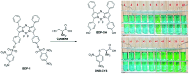 Graphical abstract: A molecular design towards sulfonyl aza-BODIPY based NIR fluorescent and colorimetric probe for selective cysteine detection