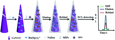Graphical abstract: A novel molecularly imprinted electrochemiluminescence sensor based on cobalt nitride nanoarray electrode for the sensitive detection of bisphenol S