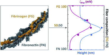 Graphical abstract: Self-assembled fibrinogen–fibronectin hybrid protein nanofibers with medium-sensitive stability