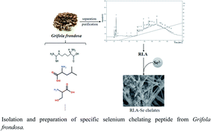 Graphical abstract: A specific selenium-chelating peptide isolated from the protein hydrolysate of Grifola frondosa