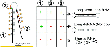 Graphical abstract: A polyA DNA probe-based ultra-sensitive and structure-distinguishable electrochemical biosensor for the analysis of RNAi transgenic maize