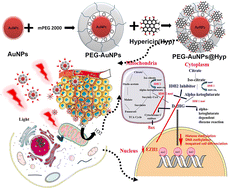 Graphical abstract: Mitochondria-targeting nano therapy altering IDH2-mediated EZH2/EZH1 interaction as precise epigenetic regulation in glioblastoma