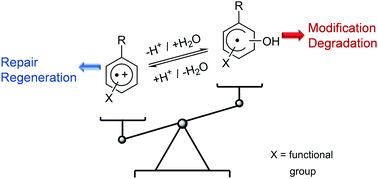 Graphical abstract: Impact of substitution on reactions and stability of one-electron oxidised phenyl sulfonates in aqueous solution