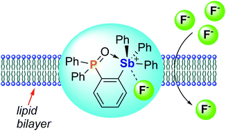 Graphical abstract: Fluoride anion complexation and transport using a stibonium cation stabilized by an intramolecular P [[double bond, length as m-dash]] O → Sb pnictogen bond