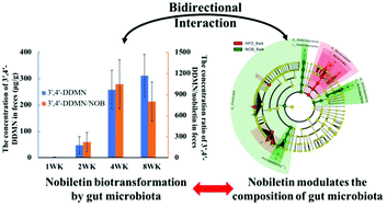 Graphical abstract: Bidirectional interaction of nobiletin and gut microbiota in mice fed with a high-fat diet