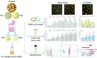 Graphical abstract: Different effects of soybean protein and its derived peptides on the growth and metabolism of Bifidobacterium animalis subsp. animalis JCM 1190