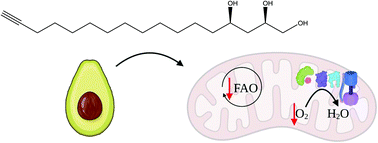 Graphical abstract: Structure–activity relationship of avocadyne