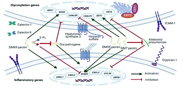 Graphical abstract: Human milk oligosaccharides and non-digestible carbohydrates prevent adhesion of specific pathogens via modulating glycosylation or inflammatory genes in intestinal epithelial cells