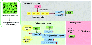Graphical abstract: A triterpenoid-enriched extract of bitter melon leaves alleviates hepatic fibrosis by inhibiting inflammatory responses in carbon tetrachloride-treated mice