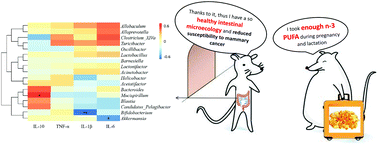 Graphical abstract: Maternal n-3 polyunsaturated fatty acids restructure gut microbiota of offspring mice and decrease their susceptibility to mammary gland cancer