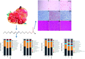 Graphical abstract: Punicic acid ameliorates obesity and liver steatosis by regulating gut microbiota composition in mice
