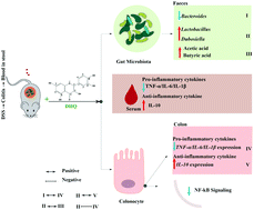 Graphical abstract: Dihydroquercetin supplement alleviates colonic inflammation potentially through improved gut microbiota community in mice
