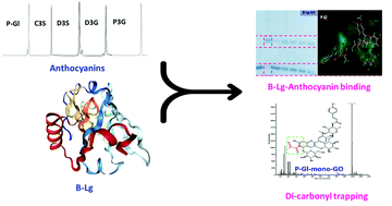 Graphical abstract: Effects of anthocyanins on β-lactoglobulin glycoxidation: a study of mechanisms and structure–activity relationship