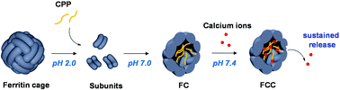 Graphical abstract: Fabrication of a ferritin–casein phosphopeptide–calcium shell–core composite as a novel calcium delivery strategy
