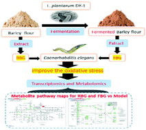 Graphical abstract: Integrated transcriptomics and metabolomics unravel the metabolic pathway variations for barley β-glucan before and after fermentation with L. plantarum DY-1