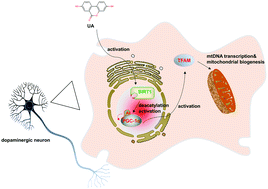 Graphical abstract: Urolithin A protects dopaminergic neurons in experimental models of Parkinson's disease by promoting mitochondrial biogenesis through the SIRT1/PGC-1α signaling pathway