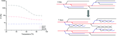 Graphical abstract: Deciphering molecular interaction and digestibility in retrogradation of amylopectin gel networks