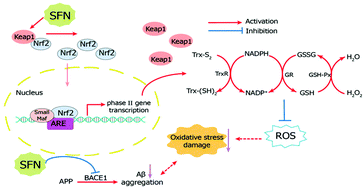 Graphical abstract: Sulforaphane inhibits the production of Aβ partially through the activation of Nrf2-regulated oxidative stress