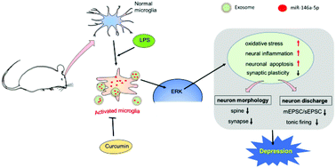 Graphical abstract: Prophylactic treatment of curcumin in a rat model of depression by attenuating hippocampal synaptic loss